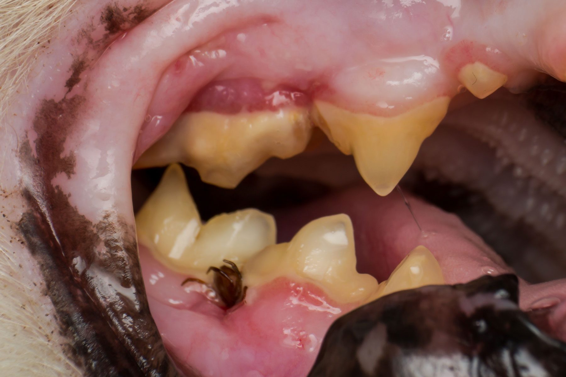 The Tick Attached To The gums of an animal