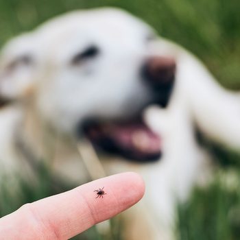 Close-up view of tick on human finger against dog lying in grass