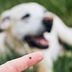 Can Dogs Get Ticks in Their Mouths?