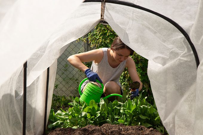 Young Woman Waters Plants In Greenhouses During Sunny Day In Spring