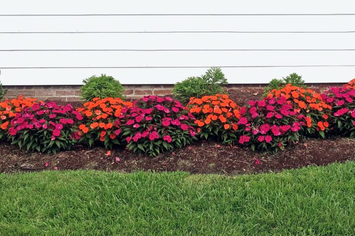 Red and Orange Impatiens