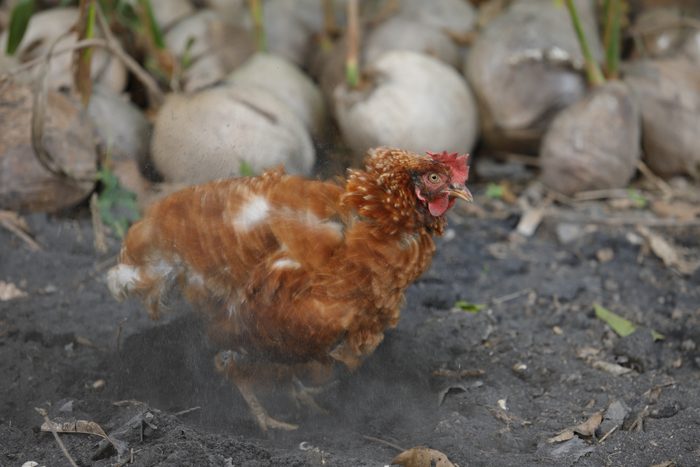 Hen chick rearing in natural.