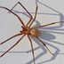 Homeowner's Guide to Brown Recluse Spiders