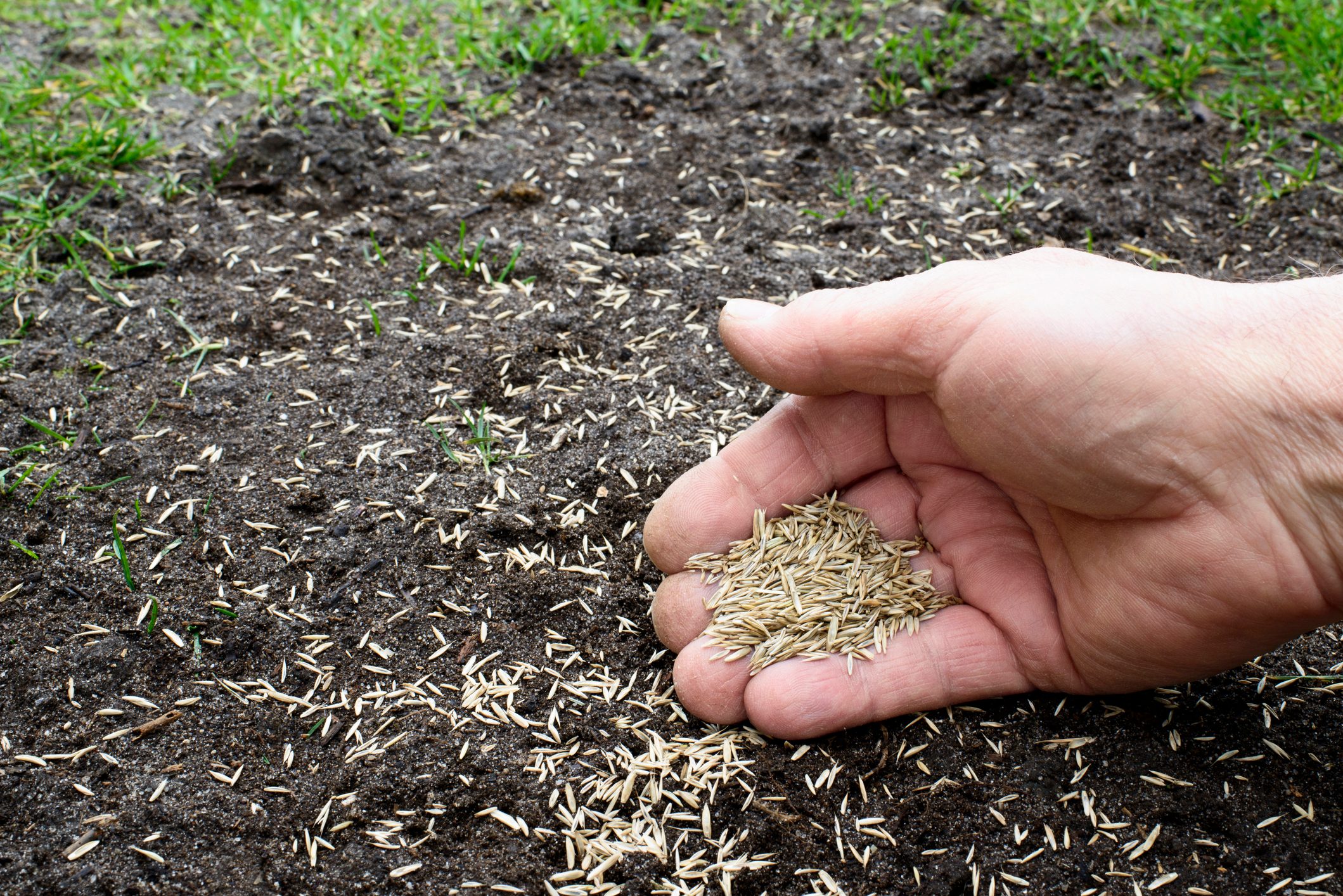 Grass seeds in a hand sprinkling it on a muddy patch in the lawn