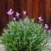 Growing Lavender From Seeds