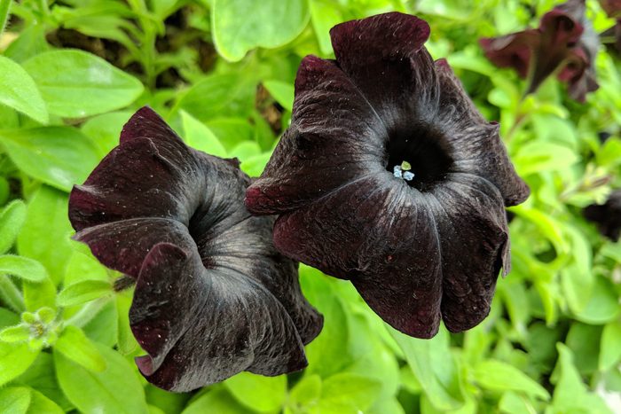 Black Cat Petunia