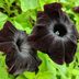 8 Black (or Almost Black) Flowers We Love