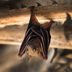 What Is a Bat Exclusion and Do You Need One?