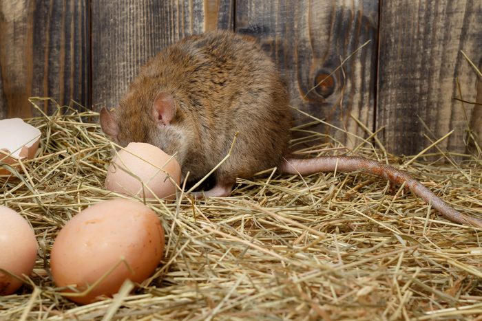 Close-up the young rat eats hen's egg in the chicken coop.