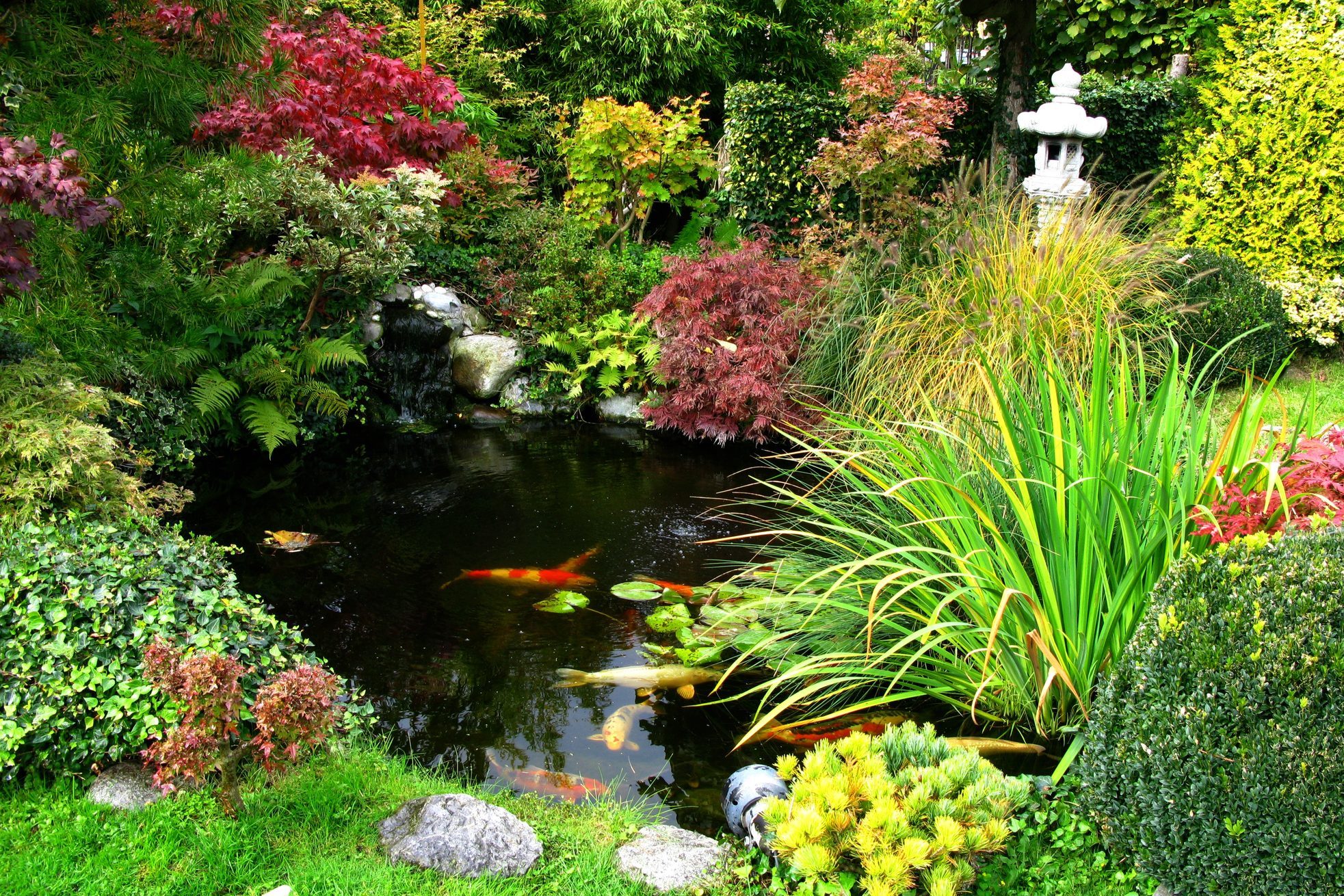 Japanese garden with koi-pond