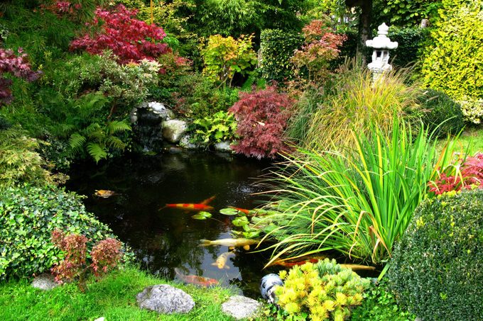 Japanese garden with koi-pond