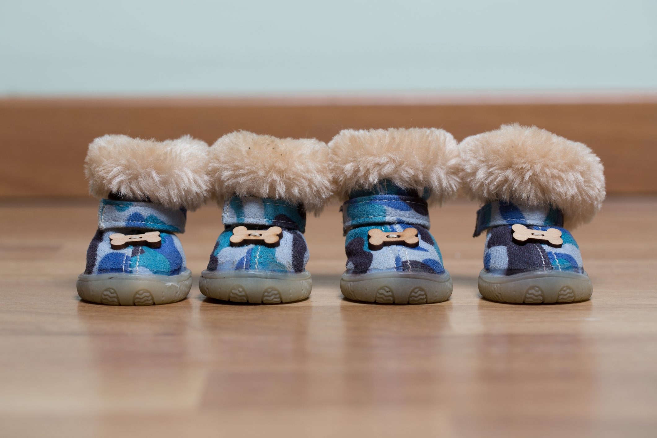 Dog boot on a wooden floor