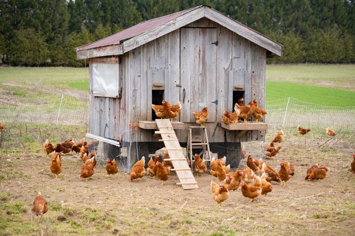 A chicken coop on a small scale, ecological, sustainable, community shared agriculture farm.