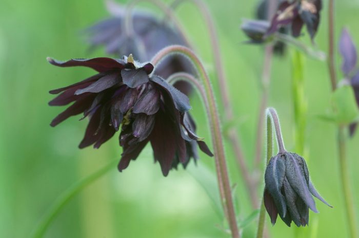 Aquilegia hybrid (Black Barlow) flower