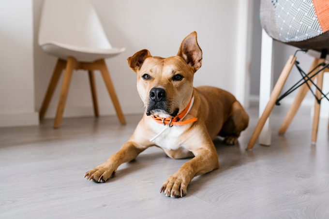 Dog lying on floor at home
