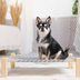 What To Know About Elevated Dog Beds