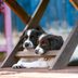 8 Home Remedies To Stop Dogs From Chewing Furniture