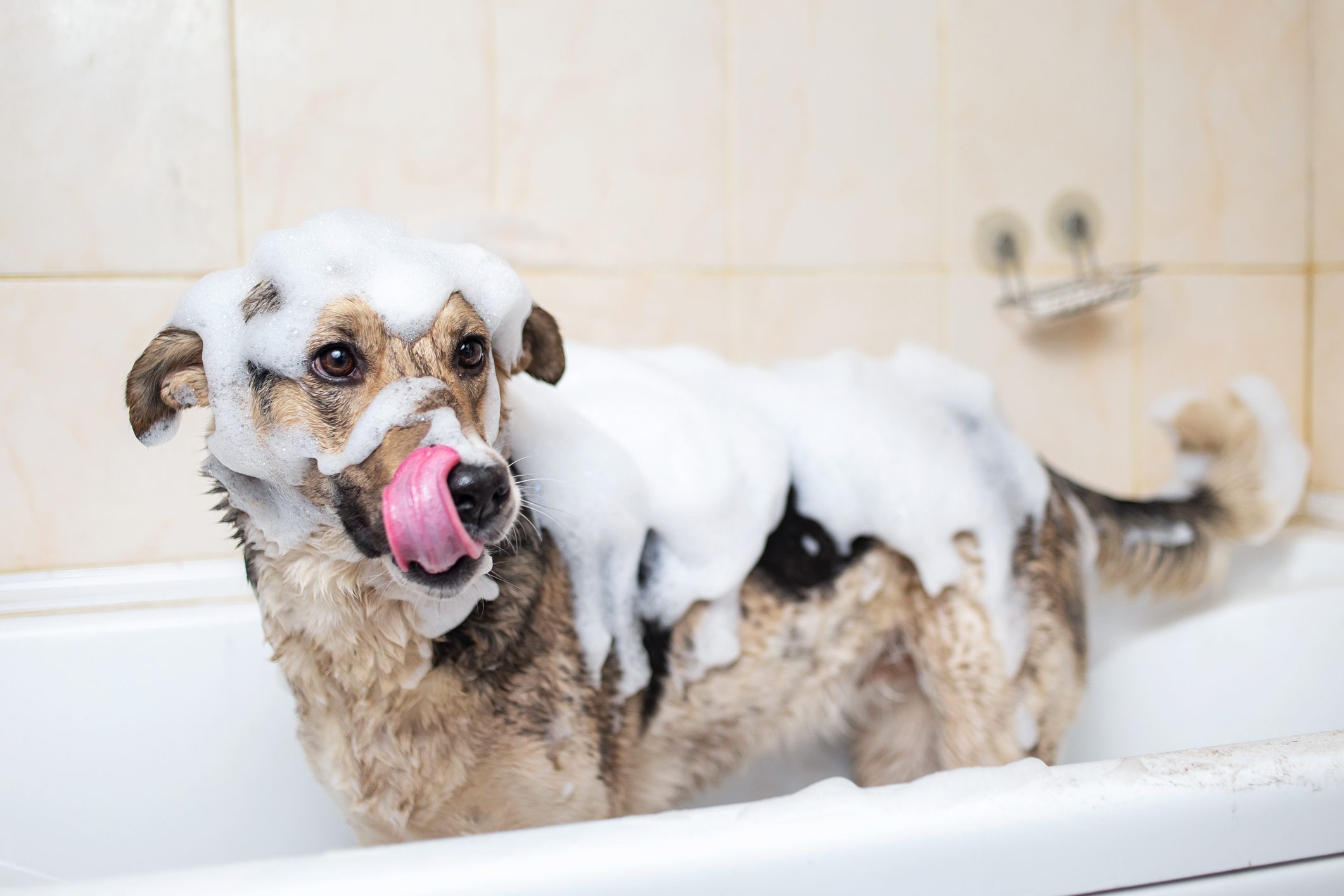 A dog taking a shower with soap and water