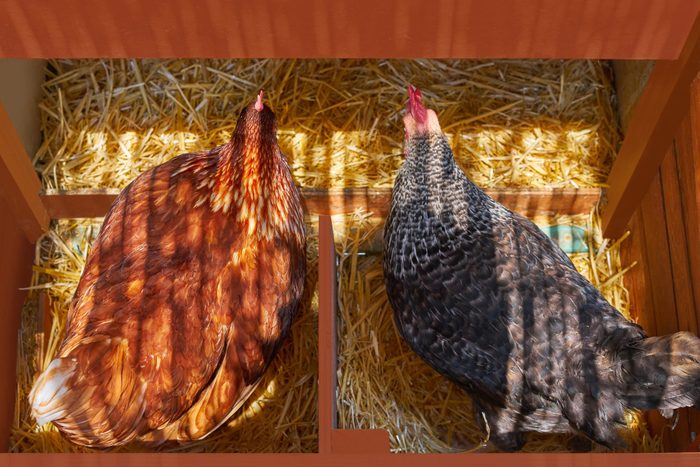 Hen poultry house nest with 2 hens incubate