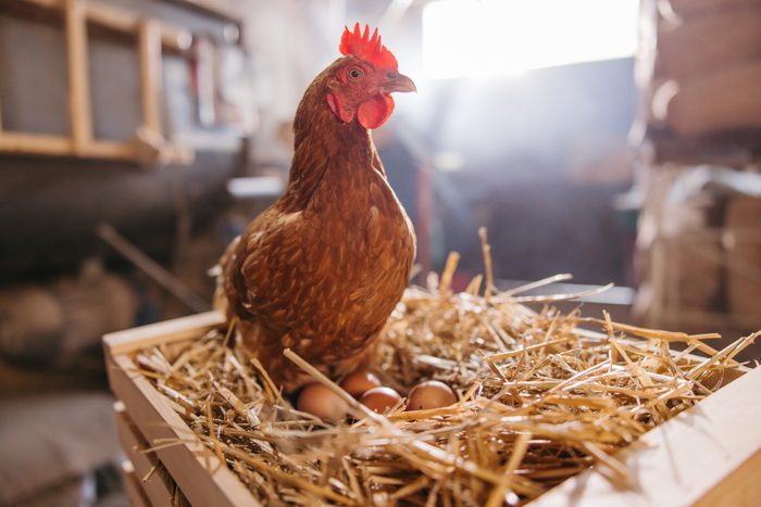 Close up of hen laying eggs on hay in crate