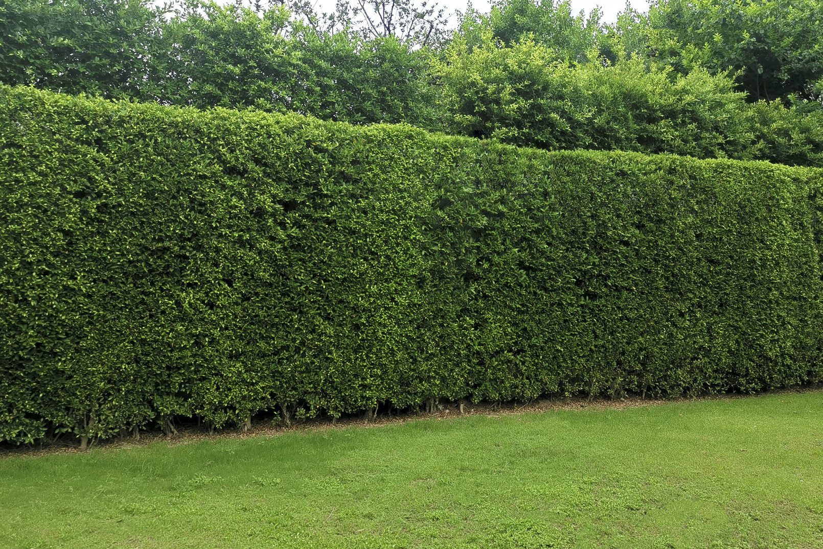 Man putting red roses into vase on white background