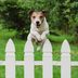 How To Keep a Dog From Jumping the Fence