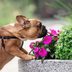 How To Create a Sensory Garden for Dogs