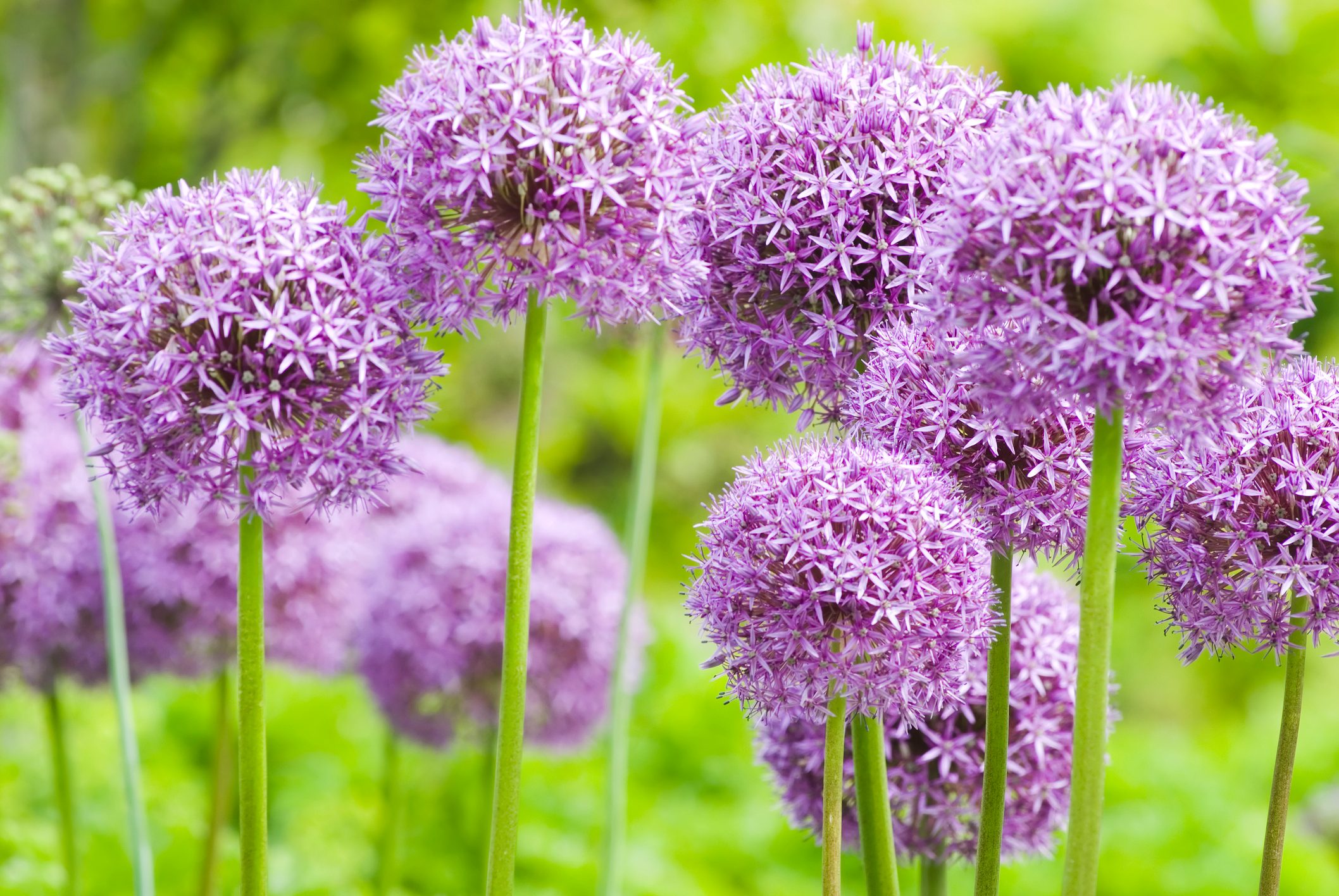 How To Grow Ornamental Onions