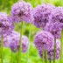 How To Grow Ornamental Onions