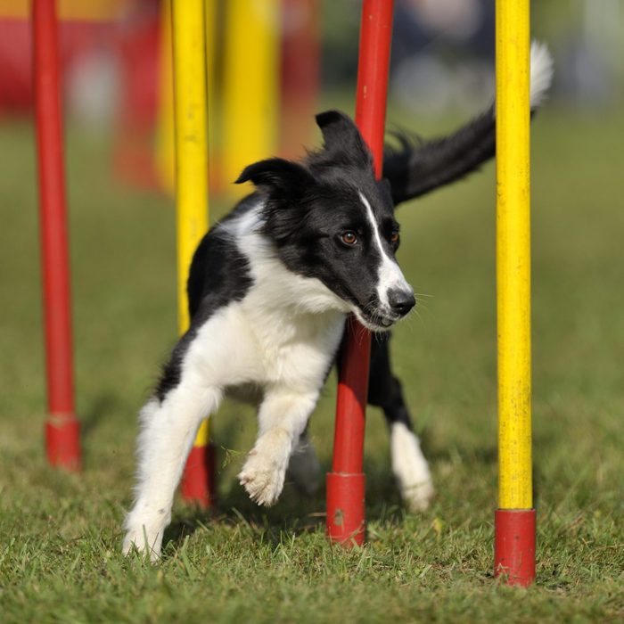 Border Collie on agility course - weave poles