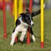 8 Ideas for an Agility Course for Dogs