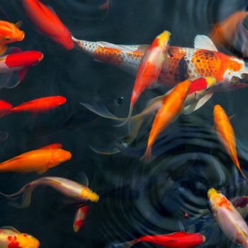 Koi Carps Fish Japanese swimming (Cyprinus carpio) beautiful