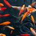 What To Know About Backyard Koi Ponds