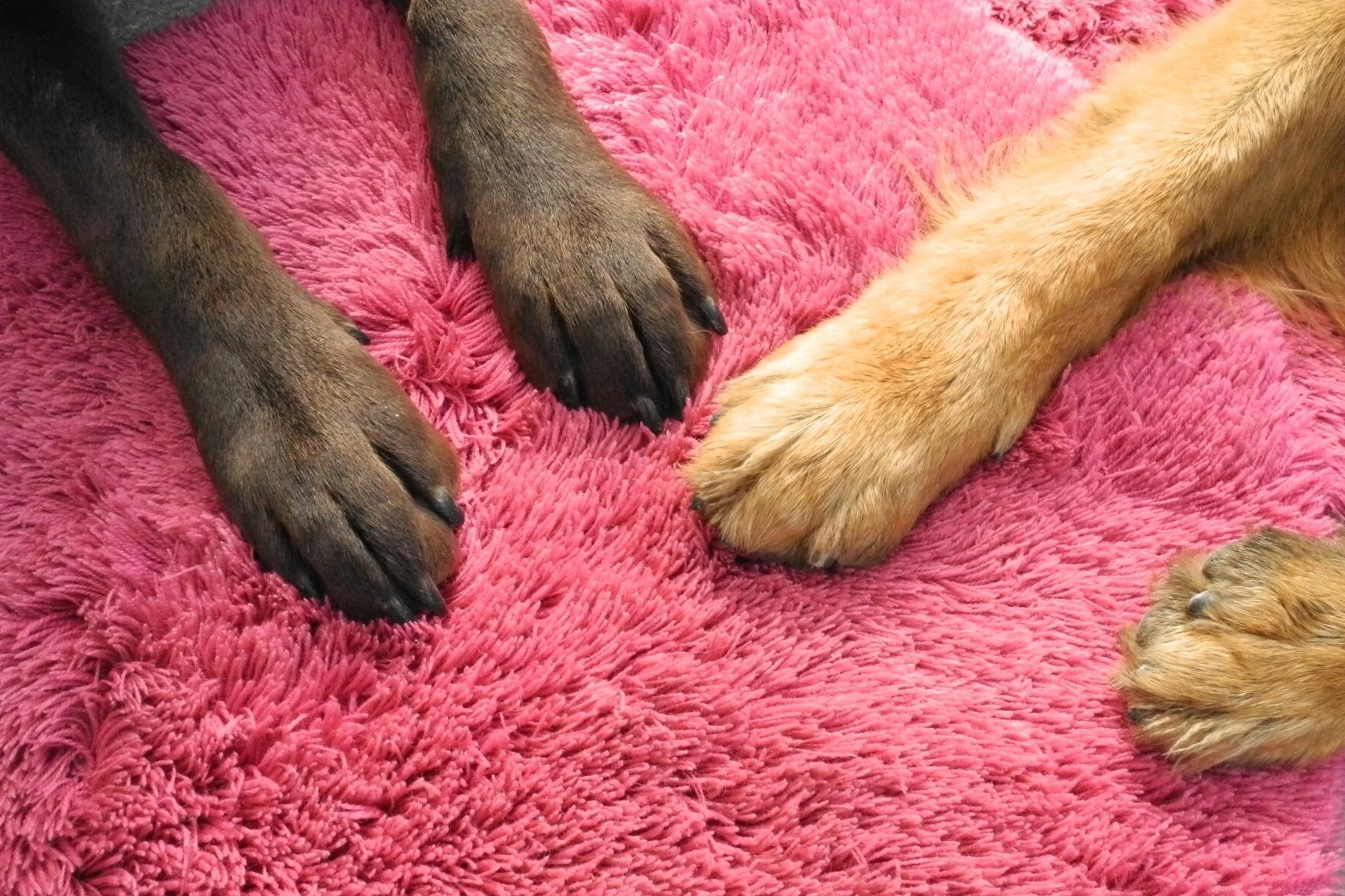 Close-Up Of Dog Paw
