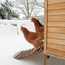 12 Common Chicken Coop Mistakes