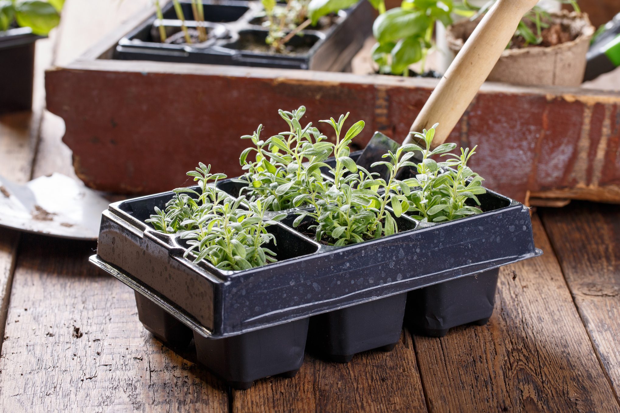 Lavender seedlings in pots. Young sprouts ready for planting. Gardening concept.