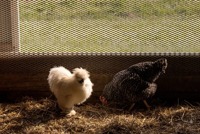 Chickens in the Chicken Coop