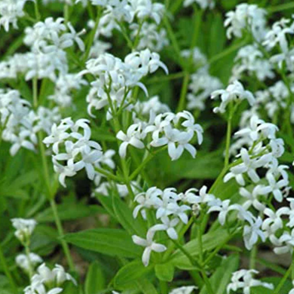 Sweet Woodruff