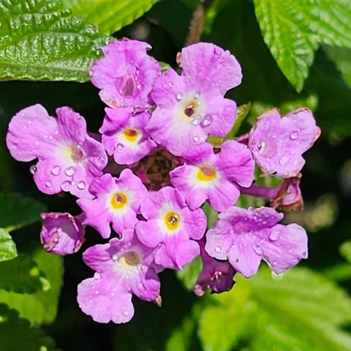 Trailing Lantana