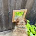 How to Build a Dog Fence Window