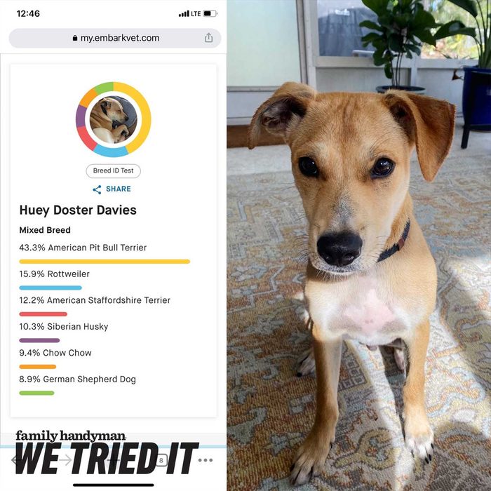 Fh We Tried It Embark Dog Dna Test