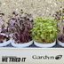 Gardyn Microgreens Growing Kit Review