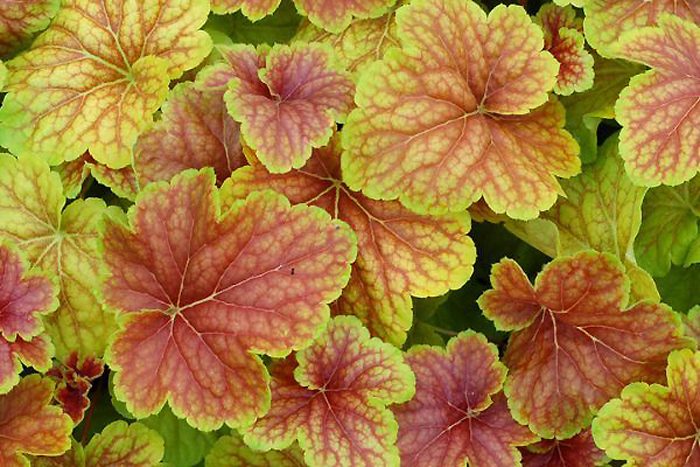 Coral Bells 'Delta Dawn'