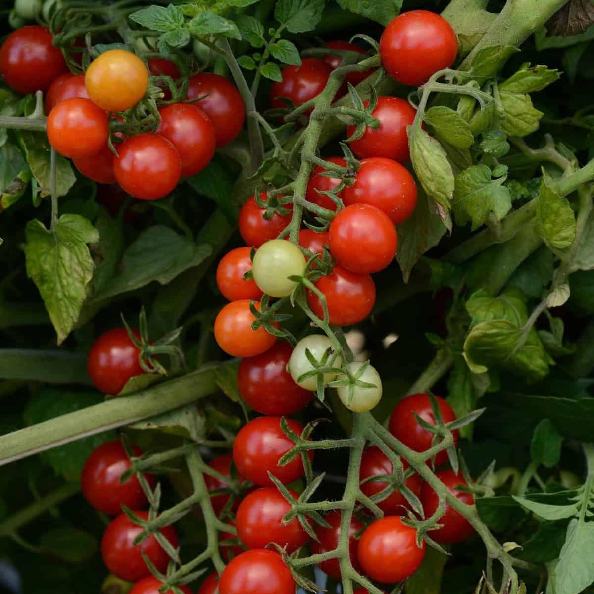 Tomato 'Patio Choice'