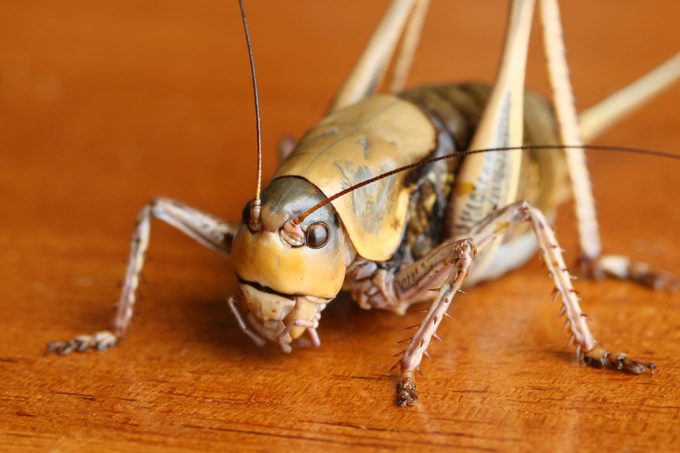 Mormon Cricket On Hardwood