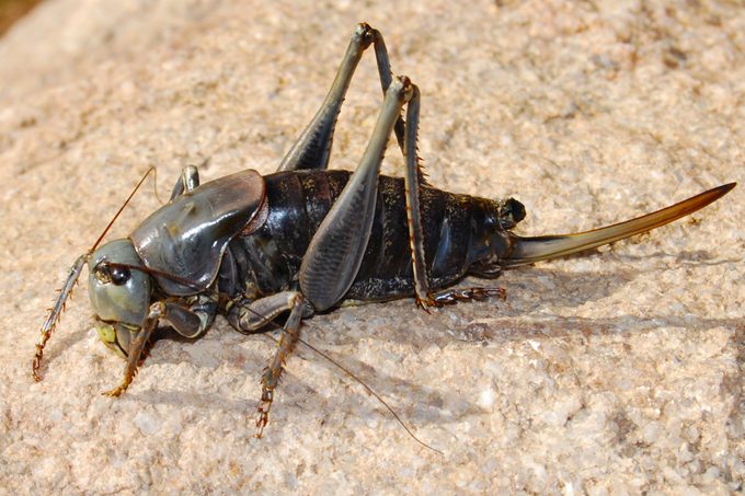 Large 6" Mormon Cricket (katydid)