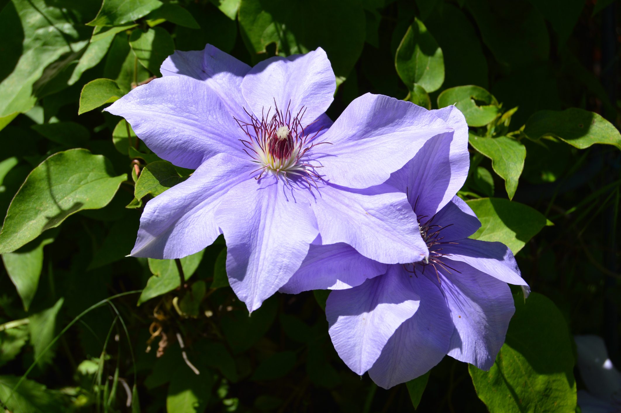 Clematis flower close up