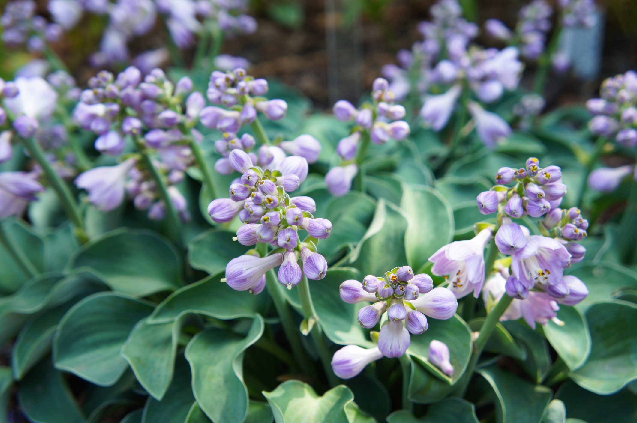 Hosta blue mouse ears green plant with violet flowers