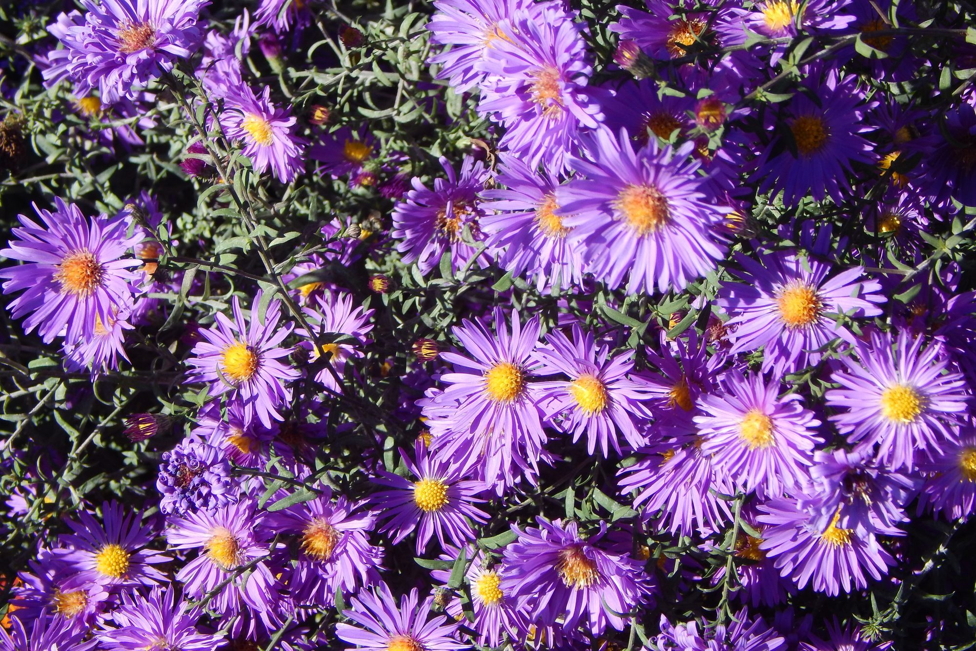 New England Asters (or novae-angliae asters). Beautiful lilac flowers bloom until late autumn. Aster varieties purple dome.