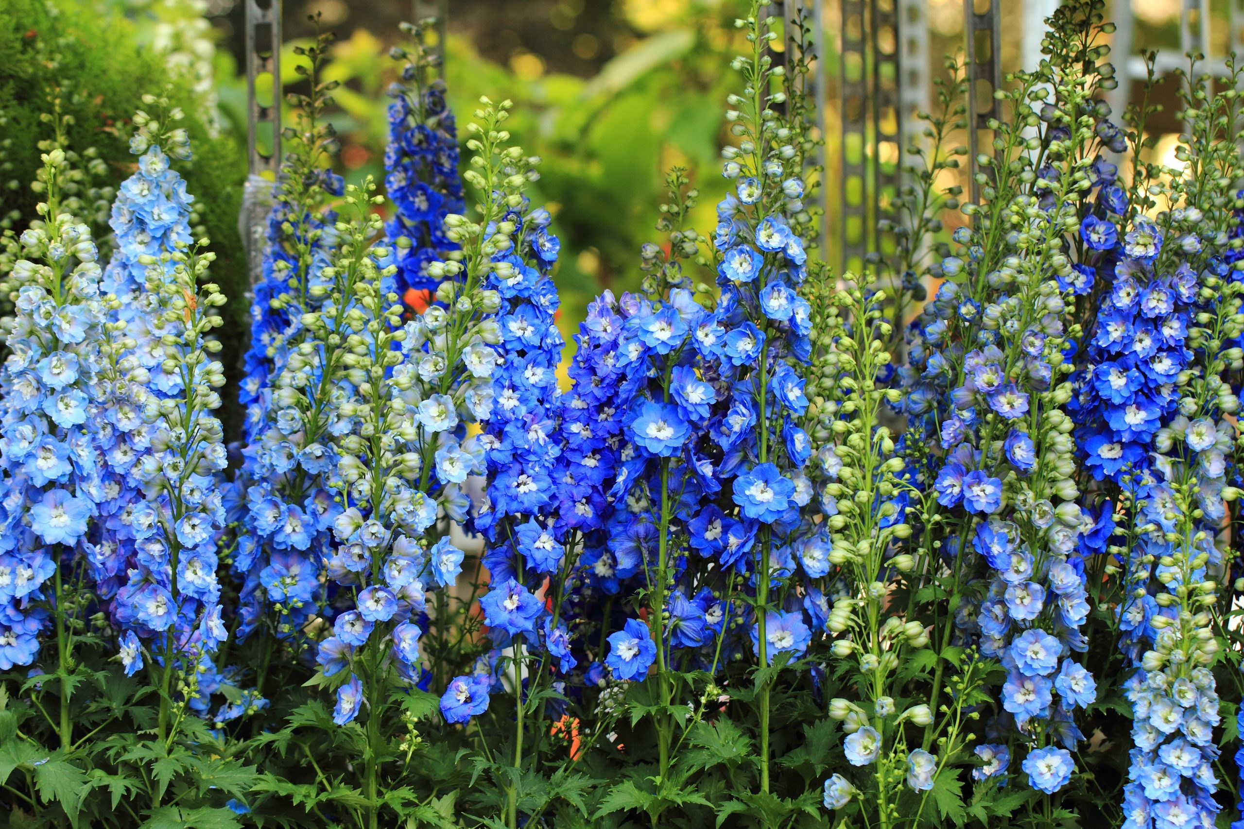 blue delphinium flower